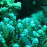 Video Eksklusif Keindahan Laut - Liputan Foto Jurnalistik Berita Video Eksklusif Keindahan Bawah Laut Wakatobi: Eksplorasi Dinding Karang Raksasa Karang Gurita