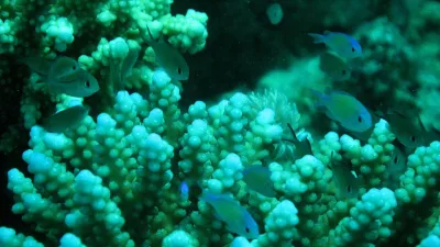Video Eksklusif Keindahan Bawah Laut Wakatobi: Eksplorasi Dinding Karang Raksasa Karang Gurita